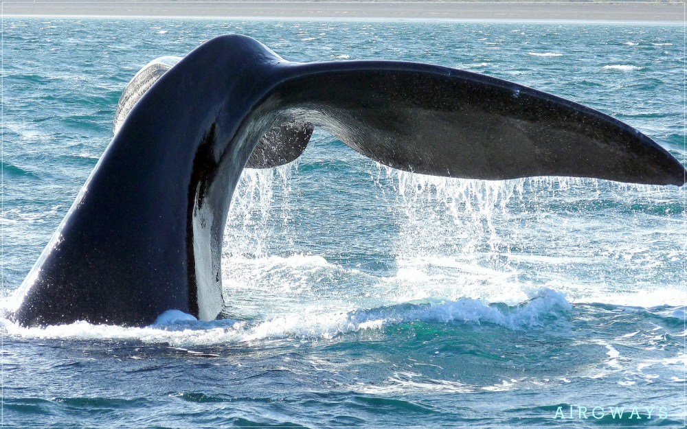 ballena_franca_austral.jpg