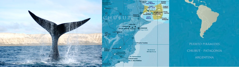 Foto-ballena-Laborat.-de-mamiferos-marinos