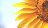 153JJ4e320141024154825sunflower-new-hd-wallpapers-free-download-flowers-images