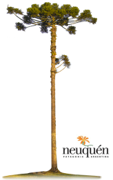 araucarias-big.png