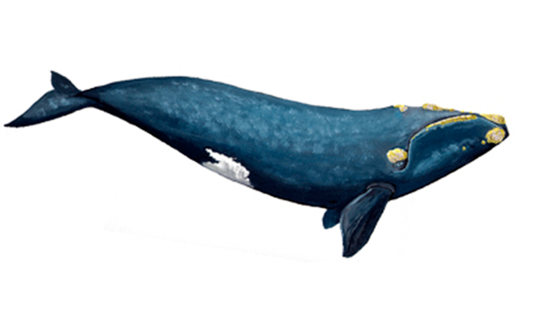 AW-Ballena Franca Austral